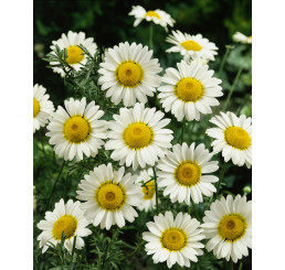 Anthemis hybrida ´Sauce Hollandaise´ / Rmen, K9