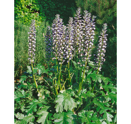 Acanthus mollis / Paznehtník měkký, K11