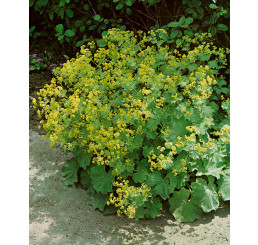 Alchemilla molis ´Auslese´ / Kontryhel měkký zelenožlutý, K9