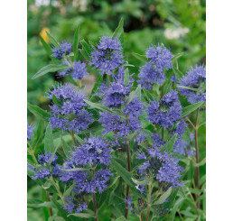 Caryopteris cland. ´Heavenly Blue´ / Ořechoplodec clandonský, 30-40 cm, C2
