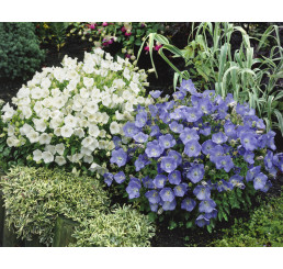 Campanula carp ´Clips White´ / Zvonek karpatský bílý, K9