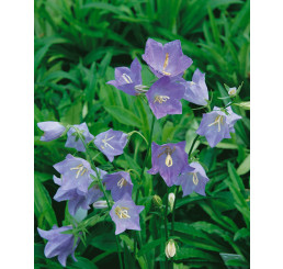 Campanula persicifolia ´Blue´ / Zvonek broskvolistý modrý, K9