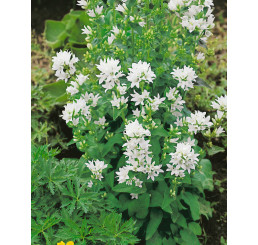Campanula glomerata ´Alba´ / Zvonek klubkatý, C1,5
