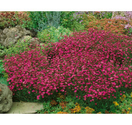 Dianthus deltoides ´Roseus´ / Hvozdík kropenatý, K9