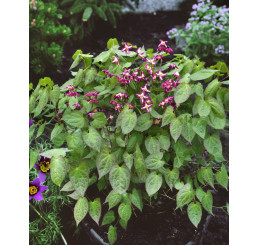 Epimedium rubrum / Škornice červená s bílou, C1,5