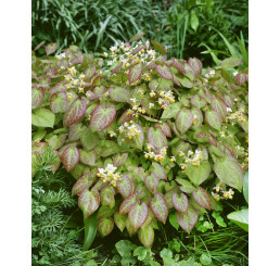 Epimedium x versicolor ´Sulphureum´ / Škornice pestrobarevná, K9