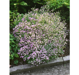 Gypsophila repens ´Rosea´ / Šater plazivý, K9