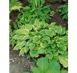 Hosta ´Golden Tiara´ / Bohyška / Funkie, C1,5