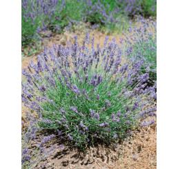Lavandula angustifolia ´Munstead´ / Levandule úzkolistá, K9