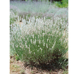 Lavandula angustifolia ´Alba´ / Levandule lekářská, K9