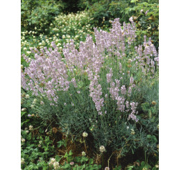 Lavandula angustifolia ´Rosea´ / Levandule úzkolistá, C1,5