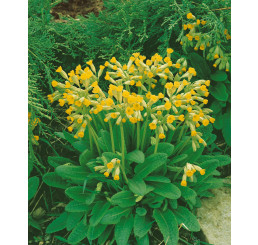 Primula veris ´Cabrillo´ / Petrklíč / Prvosenka jarní citrónově žlutá, K9