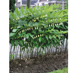 Polygonatum multiflorum / Kokořík mnohokvětý, K11