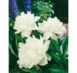 Paeonia lact. ´Shirley Temple´ / Pivoňka bylinná, C1,5