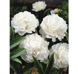 Paeonia lact. ´Shirley Temple´ /  Pivoňka bylinná, C1,5