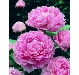 Paeonia lact. ´Sarah Bernhardt´ /  Pivoňka bylinná, C1,5