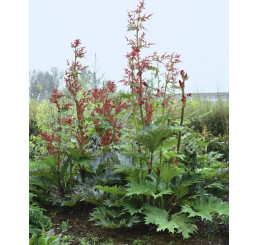 Rheum palmatum ´Atrosanguineum´ / Reveň dlanitá, C2