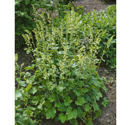 Tellima grandiflora / Mitrovka velkokvětá, K9