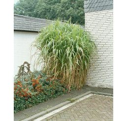 Miscanthus giganteus / Ozdobnice velká, C5