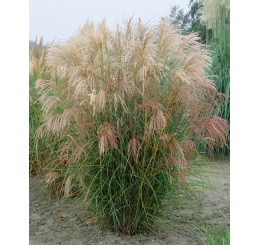 Miscanthus sinensis ´Silberfeder´ / Ozdobnice čínská, C1,5