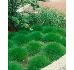 Festuca scoparia ´Pic Carlit´ / Kostřava medvědí, K9
