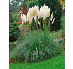 Cortaderia sell. ´White Feather´ / Kortadérie / Pampas dvoudomý bílý, K9 