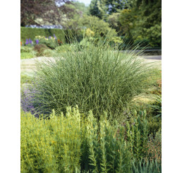 Miscanthus sinensis ´Gracillimus´ / Ozdobnice čínská, K9/K11