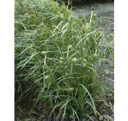 Carex grayi / Ostřice, C1,5
