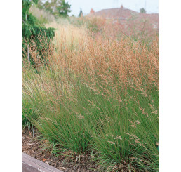Molinia caerulea ´Moorhexe´ / Bezkolenec modrý, K9