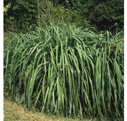 Andropogon scoparius 'Prairie Blues', K9