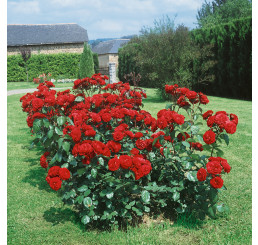 Rosa ´Limar´ / Růže mnohokvětá tmavě červená, keř, C3