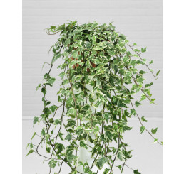 Hedera helix ´Adam´ / Břečťan, 70 - 80 cm, vyvázaný, C1,5