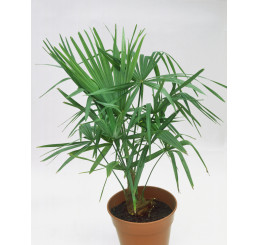 Trachycarpus fortunei / Trachykarp Fortunův, bal. 5 s
