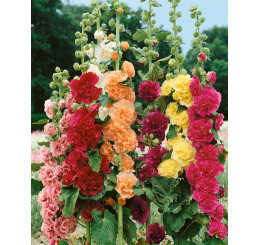 Alcea rosea / Proskurník plnokvětý ´SMĚS´, bal. 0,7 g