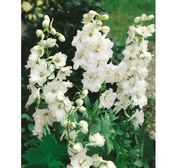 Delphinium Pacific ´Galahad´ / Ostrožka, K9