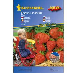 Jahoda Elan obalené osivo, bal. min. 8 obal. s.
