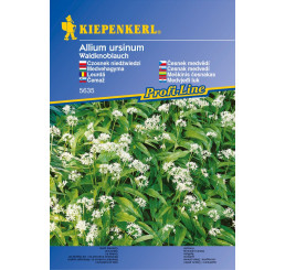 Allium ursinum / Medvědí česnek, Lesní česnek, bal. stačí pro 35 rostlin
