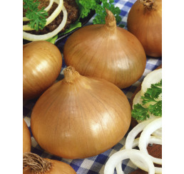Cibule sazečka žlutá ´STUTTGART´, bal. 0,5 kg, 8/16 mm