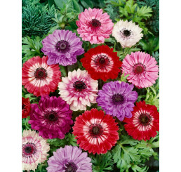 Anemone ´St. Brigit´ / Směs plnokvětých sasanek, bal. 100 ks, 5/6, XXL