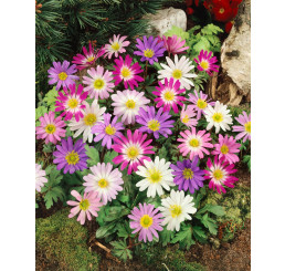 Anemone blanda ´Mixed´ / Sasanka vábná, bal. 15 ks, 5/+