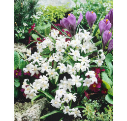 Chionodoxa luciliaea ´Alba´ / Ladonička bělomodrá, bal. 20 ks, 5/+