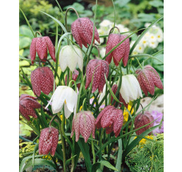 Fritillaria meleagris / Řebčík kostkovaný, bal. 15 ks, 6/+