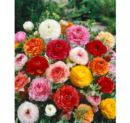 Ranunculus mix / Směs plnokvětých pryskyřníků, bal. 10 ks, 6/7