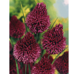 Allium ´Sphaerocephalon´ / Česnek okrasný, bal. 25 ks, 5/6