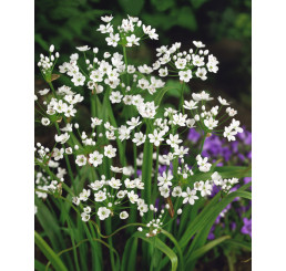 Allium Neapolitanum / Česnek okrasný, bal. 20 ks, 4/+