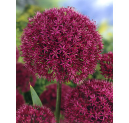 Allium ´Purple Sensation´ / Česnek okrasný, bal. 5 ks, 12/+
