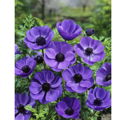 Anemone ´Mr. Fokker´ / Sasanky jednod. modré, bal. 15 ks, 5/6