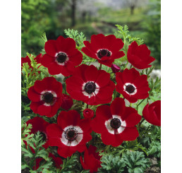 Anemone ´Hollandia´ / Sasanka jedn. červená, bal. 15 ks, 5/6
