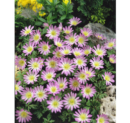 Anemone blanda ´Charmer´ / Sasanka vábná, bal. 5 ks, 5/+