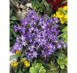 Chionodoxa ´Sardensis´ Ladonička, bal. 10 ks, 5/+